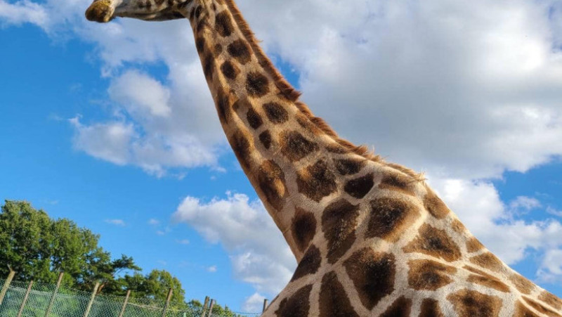 Sursa foto: Facebook / Nasu Safari Park