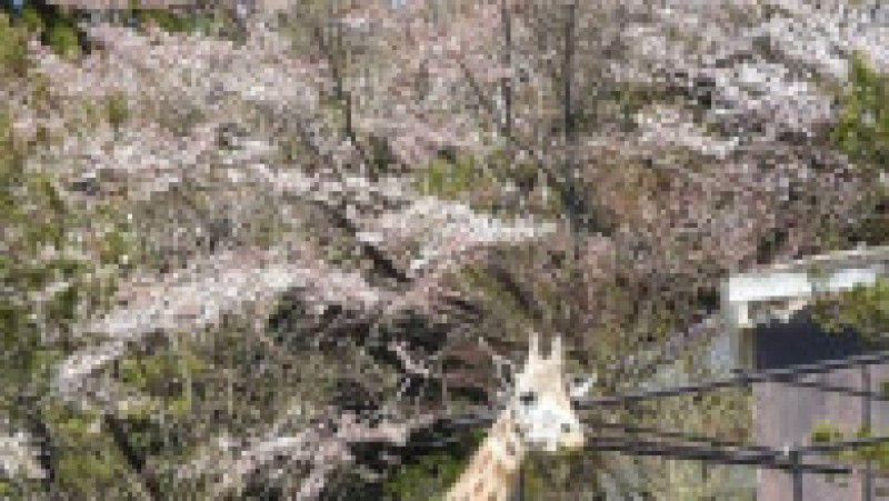Sursa foto: Facebook / Nasu Safari Park | Poza 2 din 4