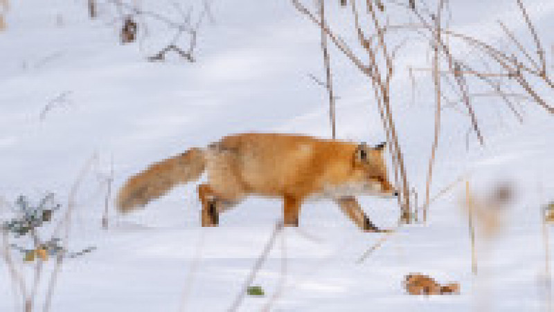 Vulpe ieșită la vănătoare, în zăpadă FOTO: Profimedia Images | Poza 14 din 15