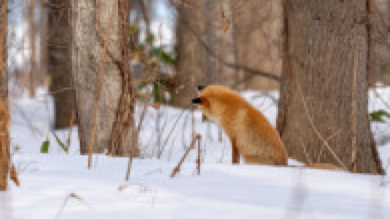 Vulpe ieșită la vănătoare, în zăpadă FOTO: Profimedia Images | Poza 12 din 15