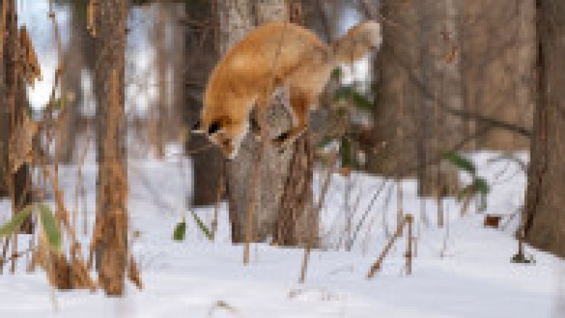 Vulpe ieșită la vănătoare, în zăpadă FOTO: Profimedia Images | Poza 9 din 15