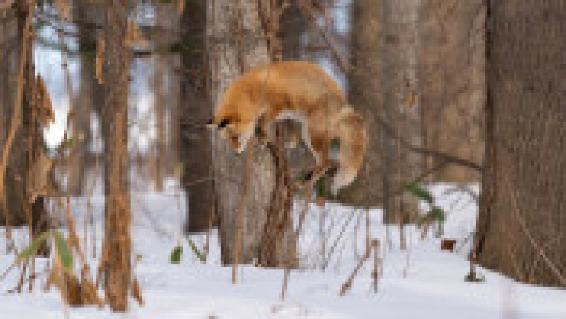 Vulpe ieșită la vănătoare, în zăpadă FOTO: Profimedia Images | Poza 11 din 15
