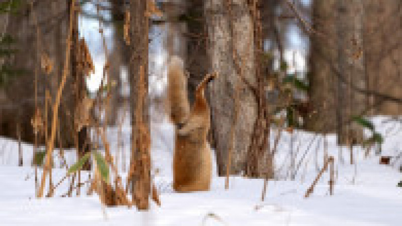 Vulpe ieșită la vănătoare, în zăpadă FOTO: Profimedia Images | Poza 6 din 15