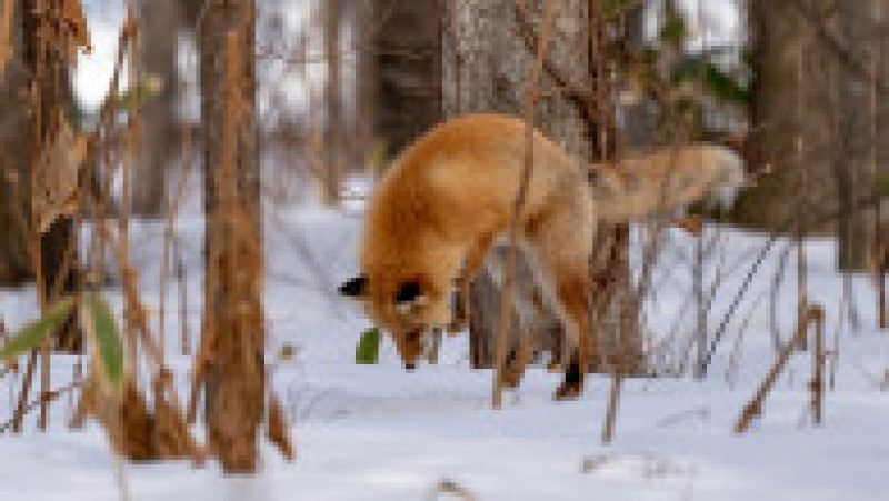 Vulpe ieșită la vănătoare, în zăpadă FOTO: Profimedia Images | Poza 4 din 15