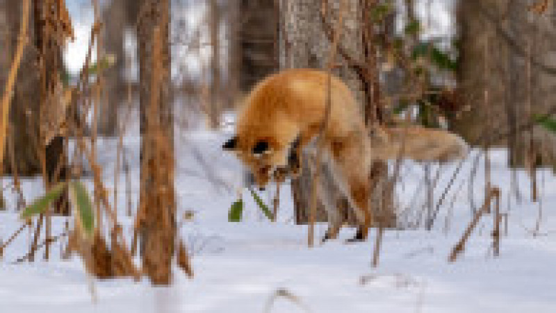 Vulpe ieșită la vănătoare, în zăpadă FOTO: Profimedia Images | Poza 5 din 15