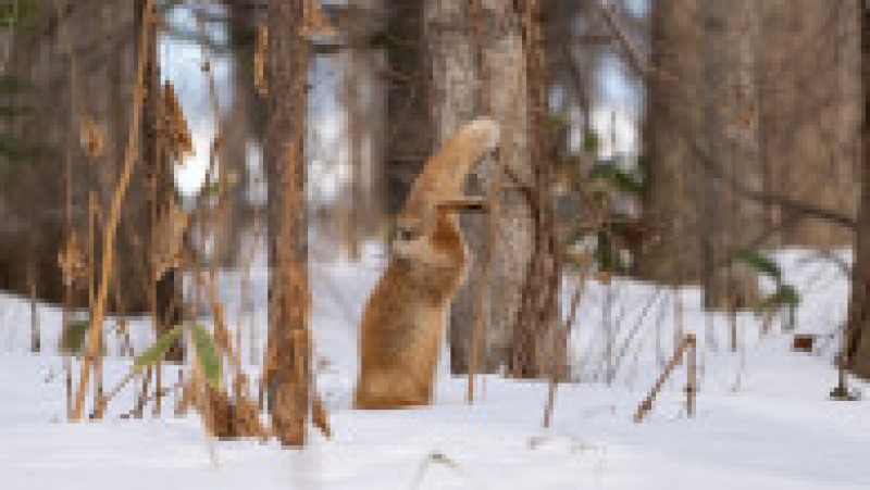 Vulpe ieșită la vănătoare, în zăpadă FOTO: Profimedia Images | Poza 7 din 15