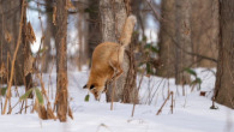 Vulpe ieșită la vănătoare, în zăpadă FOTO: Profimedia Images | Poza 8 din 15