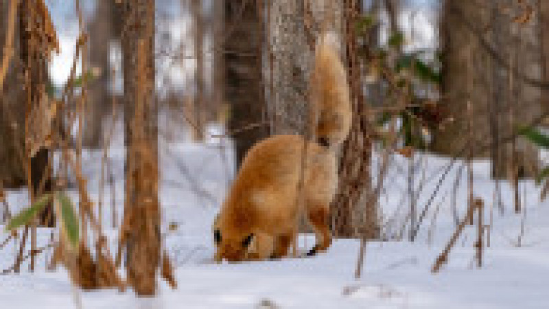 Vulpe ieșită la vănătoare, în zăpadă FOTO: Profimedia Images | Poza 2 din 15