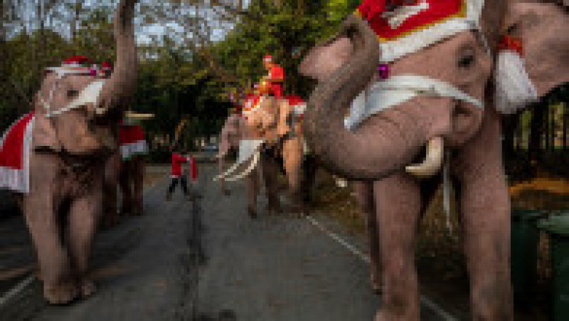Mai mulţi elefanţi din Thailanda, purtând pălării de Moş Crăciun şi măşti sanitare, au împărţit elevilor cadouri. Foto: Profimedia | Poza 6 din 7
