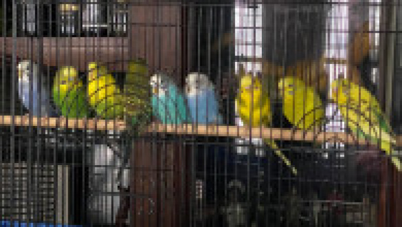 Un bărbat și-a abandonat cei peste 800 de papagali pe care ai avea acasă FOTO: Facebook/ Detroit Animal Welfare Group | Poza 5 din 5
