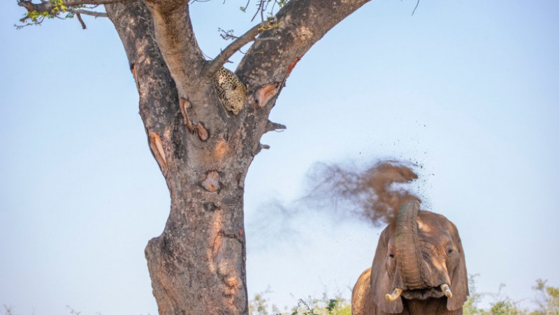 Un leopard speriat se ascunde de un elefant într-un copac, într-o rezervație din Africa de Sud. Foto: Profimedia Images