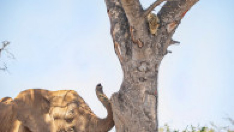 Un leopard speriat se ascunde de un elefant într-un copac, într-o rezervație din Africa de Sud. Foto: Profimedia Images | Poza 7 din 8