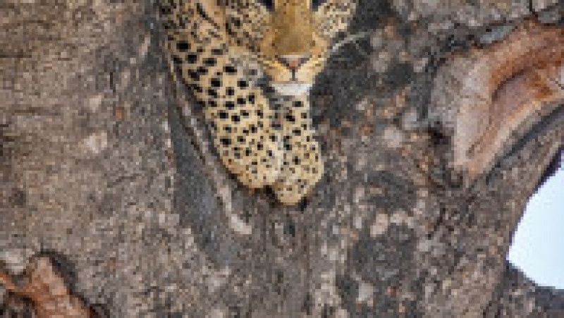 Un leopard speriat se ascunde de un elefant într-un copac, într-o rezervație din Africa de Sud. Foto: Profimedia Images | Poza 8 din 8
