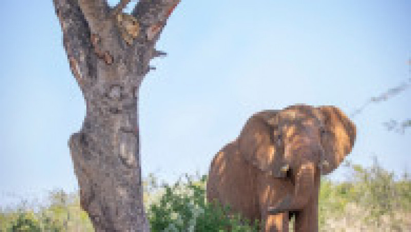 Un leopard speriat se ascunde de un elefant într-un copac, într-o rezervație din Africa de Sud. Foto: Profimedia Images | Poza 5 din 8