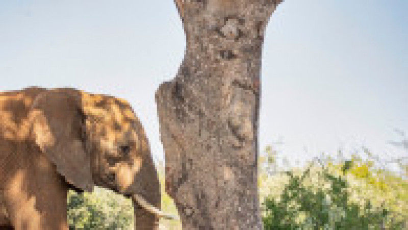 Un leopard speriat se ascunde de un elefant într-un copac, într-o rezervație din Africa de Sud. Foto: Profimedia Images | Poza 2 din 8