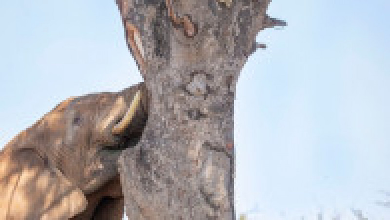 Un leopard speriat se ascunde de un elefant într-un copac, într-o rezervație din Africa de Sud. Foto: Profimedia Images | Poza 3 din 8