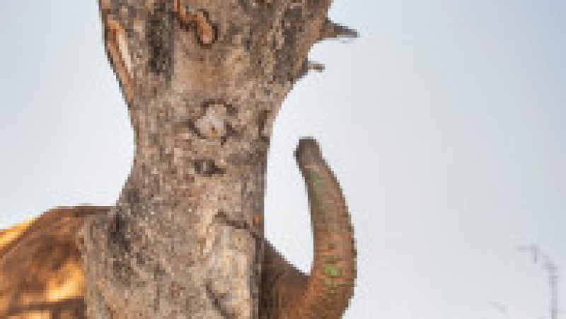 Un leopard speriat se ascunde de un elefant într-un copac, într-o rezervație din Africa de Sud. Foto: Profimedia Images | Poza 4 din 8
