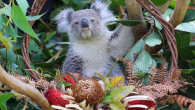 Primul Crăciun pentru puii de animale de la o Grădină Zoologică din Australia | Poza 7 din 8