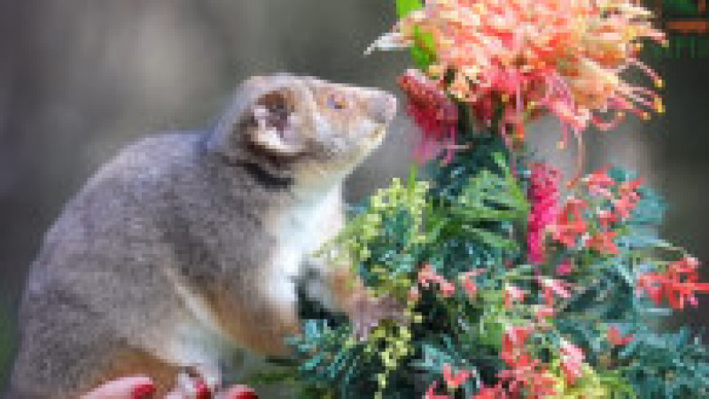 Primul Crăciun pentru puii de animale de la o Grădină Zoologică din Australia | Poza 3 din 8