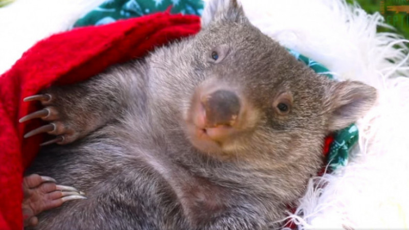 Primul Crăciun pentru puii de animale de la o Grădină Zoologică din Australia