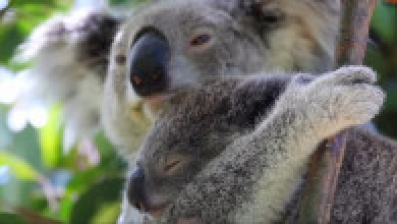 Primul Crăciun pentru puii de animale de la o Grădină Zoologică din Australia | Poza 2 din 8