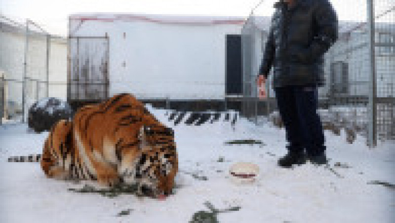  Adăpost pentru tigri siberieni orfani la Novosibirsk FOTO: Profimedia Images | Poza 17 din 41