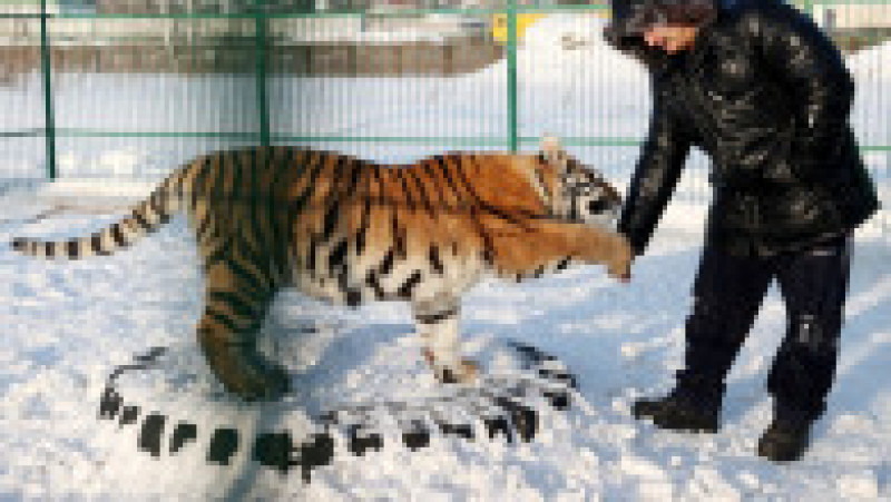  Adăpost pentru tigri siberieni orfani la Novosibirsk FOTO: Profimedia Images | Poza 15 din 41