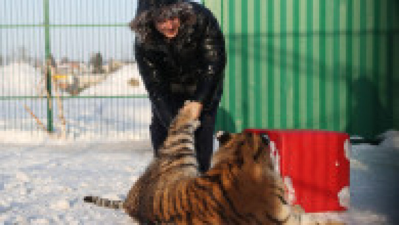  Adăpost pentru tigri siberieni orfani la Novosibirsk FOTO: Profimedia Images | Poza 12 din 41