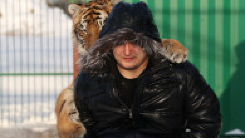  Adăpost pentru tigri siberieni orfani la Novosibirsk FOTO: Profimedia Images | Poza 13 din 41