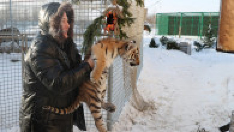  Adăpost pentru tigri siberieni orfani la Novosibirsk FOTO: Profimedia Images | Poza 23 din 41