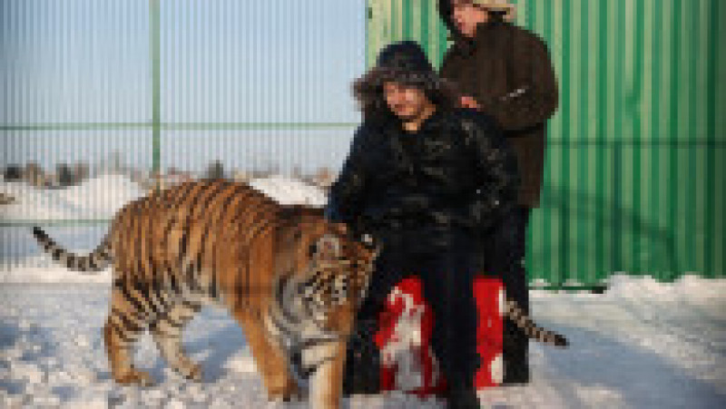  Adăpost pentru tigri siberieni orfani la Novosibirsk FOTO: Profimedia Images | Poza 30 din 41