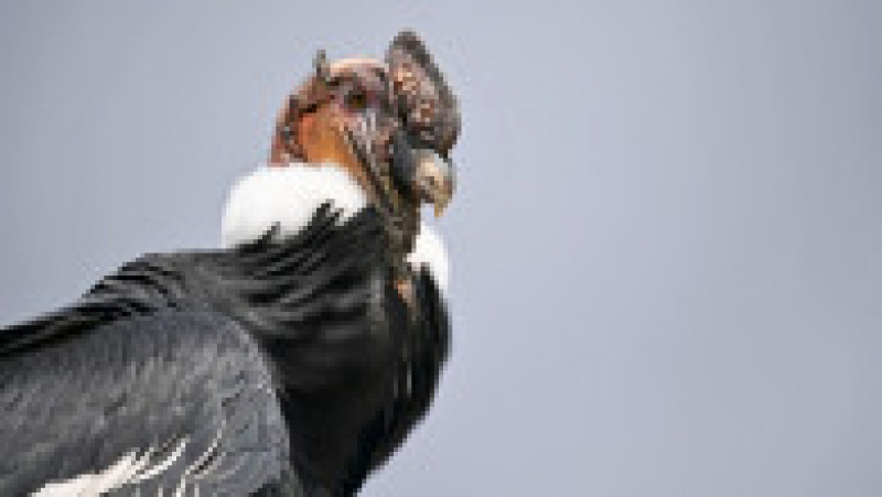 Condorul andin este pasărea naţională a statului Chile şi a altor ţări din regiune, precum şi un simbol al indigenilor pentru putere şi sănătate. Foto: Profimedia Images | Poza 9 din 11