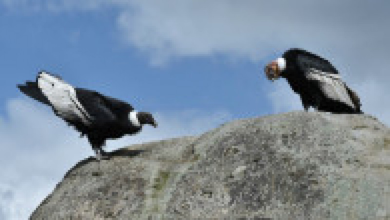 Condorul andin este pasărea naţională a statului Chile şi a altor ţări din regiune, precum şi un simbol al indigenilor pentru putere şi sănătate. Foto: Profimedia Images | Poza 10 din 11