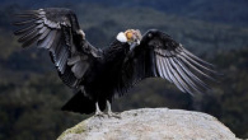 Condorul andin este pasărea naţională a statului Chile şi a altor ţări din regiune, precum şi un simbol al indigenilor pentru putere şi sănătate. Foto: Profimedia Images | Poza 5 din 11