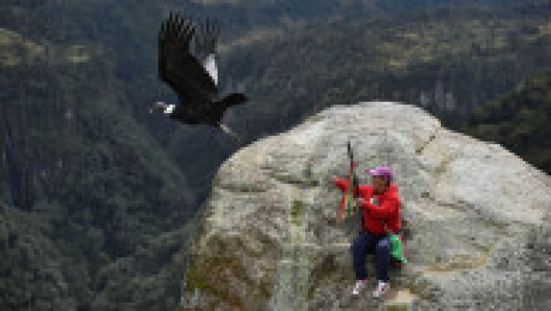 Condorul andin este pasărea naţională a statului Chile şi a altor ţări din regiune, precum şi un simbol al indigenilor pentru putere şi sănătate. Foto: Profimedia Images | Poza 6 din 11