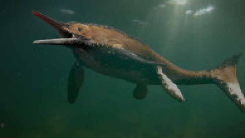 Lungimea lor a variat de la 1 metru la mai mult de 25 de metri și semănau cu delfinii ca formă generală a corpului. Foto: Profimedia Images | Poza 5 din 9