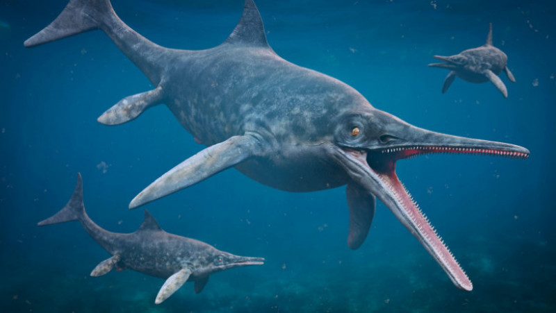 Lungimea lor a variat de la 1 metru la mai mult de 25 de metri și semănau cu delfinii ca formă generală a corpului. Foto: Profimedia Images