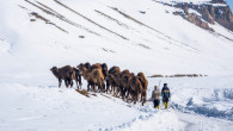 O caravană de cămile este condusă printr-o zonă acoperită de zăpadă din Turcia. Foto: Profimedia | Poza 4 din 7