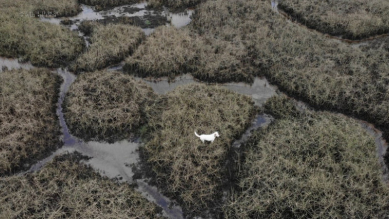 Un câine a fost salvat dintr-o mlaștină după ce echipele de căutare au atârnat cârnați de o dronă. Foto: Profimedia Images