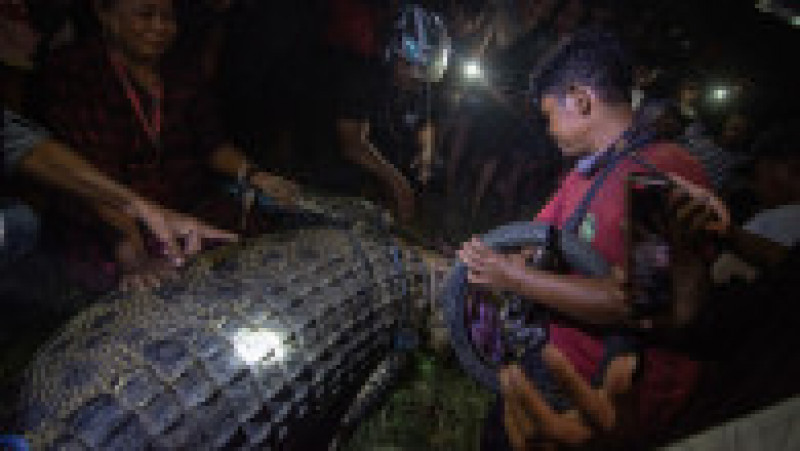 Un crocodil imens trăia de ani de zile cu un cauciuc în jurul gâtului. Foto: Profimedia Images | Poza 4 din 8