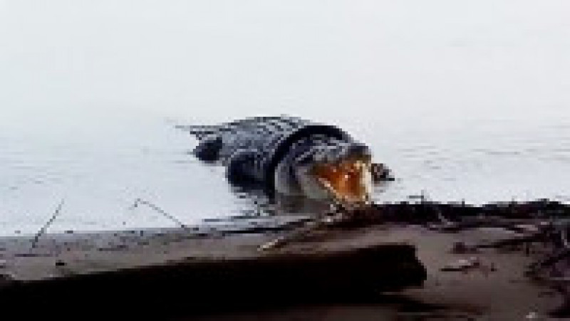 Un crocodil imens trăia de ani de zile cu un cauciuc în jurul gâtului | Poza 3 din 8