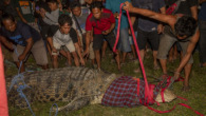 Un crocodil imens trăia de ani de zile cu un cauciuc în jurul gâtului. Foto: Profimedia Images | Poza 1 din 8