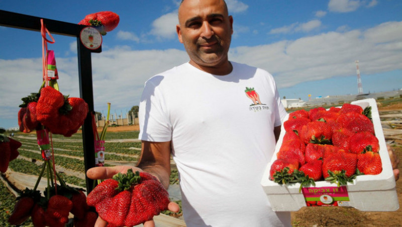 O familie de agricultori din Israel a doborât recordul pentru cea mai mare căpșună din lume. Sursa foto: Profimedia Images