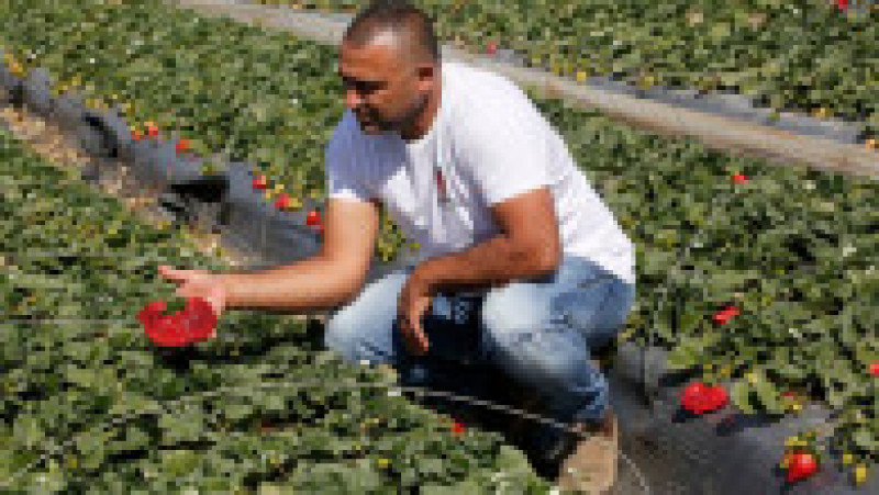 O familie de agricultori din Israel a doborât recordul pentru cea mai mare căpșună din lume. Sursa foto: Profimedia Images | Poza 2 din 4