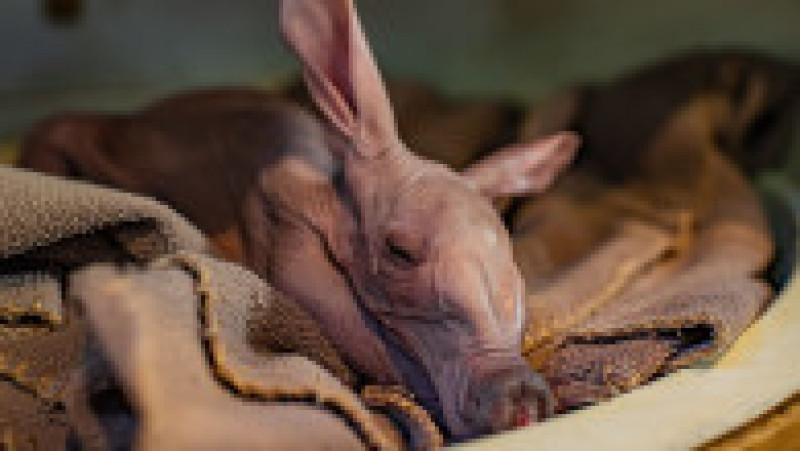 Dobby, primul pui de aardvark care se naște în grădina zoologică din Chester. Foto: Profimedia Images | Poza 4 din 14