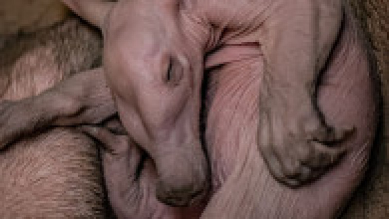 Dobby, primul pui de aardvark care se naște în grădina zoologică din Chester. Foto: Profimedia Images | Poza 2 din 14