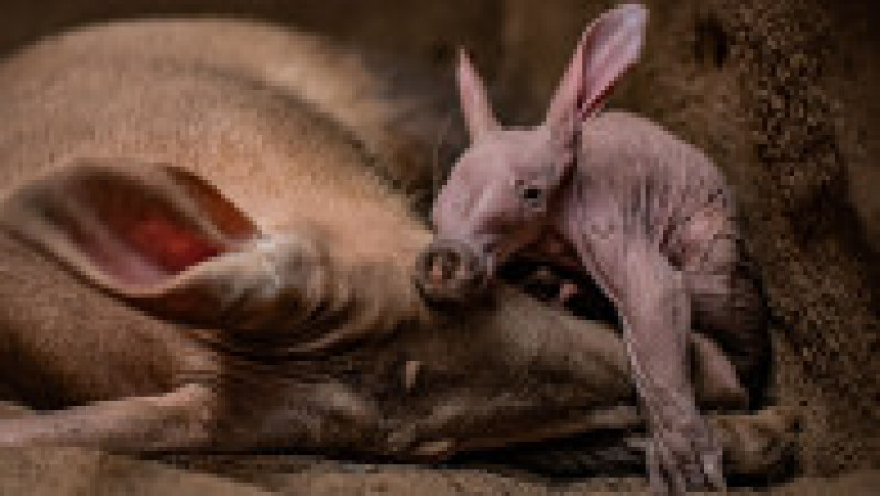 Puiul de aardvark a primit numele Dobby pentru că seamănă cu personajul cu urechi clăpăuge care apare în seria de romane și filme de mare succes „Harry Potter”. Profimedia Images | Poza 7 din 14