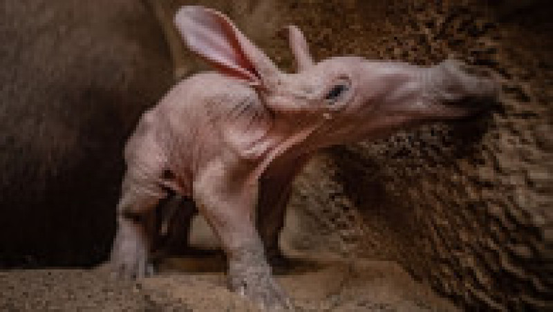 În afară de Dobby, mai există doar 109 specimene de aardvark ținute în captivitate în grădinile zoologice din toată lumea, dintre care 66 se află în Europa. Foto: Profimedia Images | Poza 8 din 14