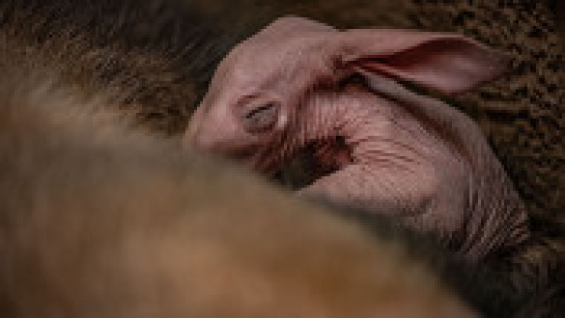 Puiul de aardvark a primit numele Dobby pentru că seamănă cu personajul cu urechi clăpăuge care apare în seria de romane și filme de mare succes „Harry Potter”. Profimedia Images | Poza 9 din 14