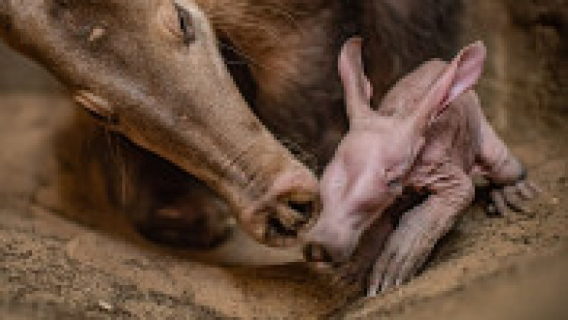 În afară de Dobby, mai există doar 109 specimene de aardvark ținute în captivitate în grădinile zoologice din toată lumea, dintre care 66 se află în Europa. Foto: Profimedia Images | Poza 6 din 14